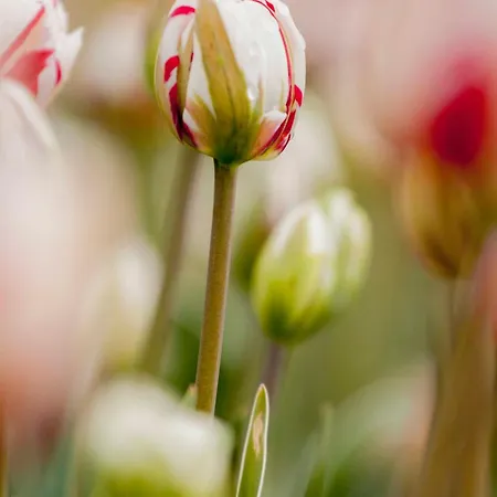 Bloem 4 Personen Stolpen
