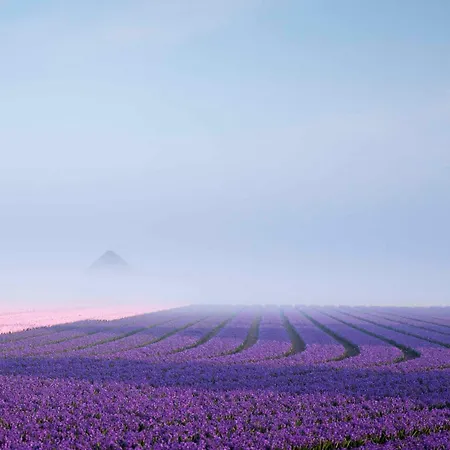 Bloem 4 Personen