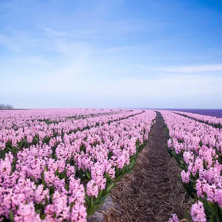 Bloem 4 Personen Stolpen